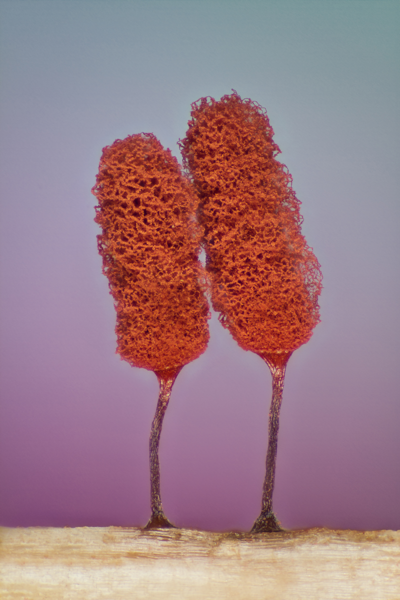 Illustration for article titled Las mejores microfotografĂas del año nos muestran la increĂble belleza de lo que no podemos ver